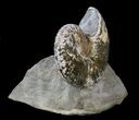 Displayable Hoploscaphites Ammonite - South Dakota #34173-1